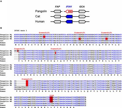 Pangolins Lack <mark class="highlighted">IFIH1</mark>/MDA5, a Cytoplasmic RNA Sensor That Initiates Innate Immune Defense Upon Coronavirus Infection